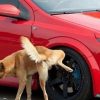 TECNOSTOP REPELKAN de Tecno Prodist - Répulsif contre les nuisibles. Empêche les chiens et les chats d'uriner sur les façades et les trottoirs.