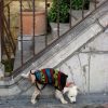 TECNOSTOP REPELKAN de Tecno Prodist - Répulsif contre les nuisibles. Empêche les chiens et les chats d'uriner sur les façades et les trottoirs.
