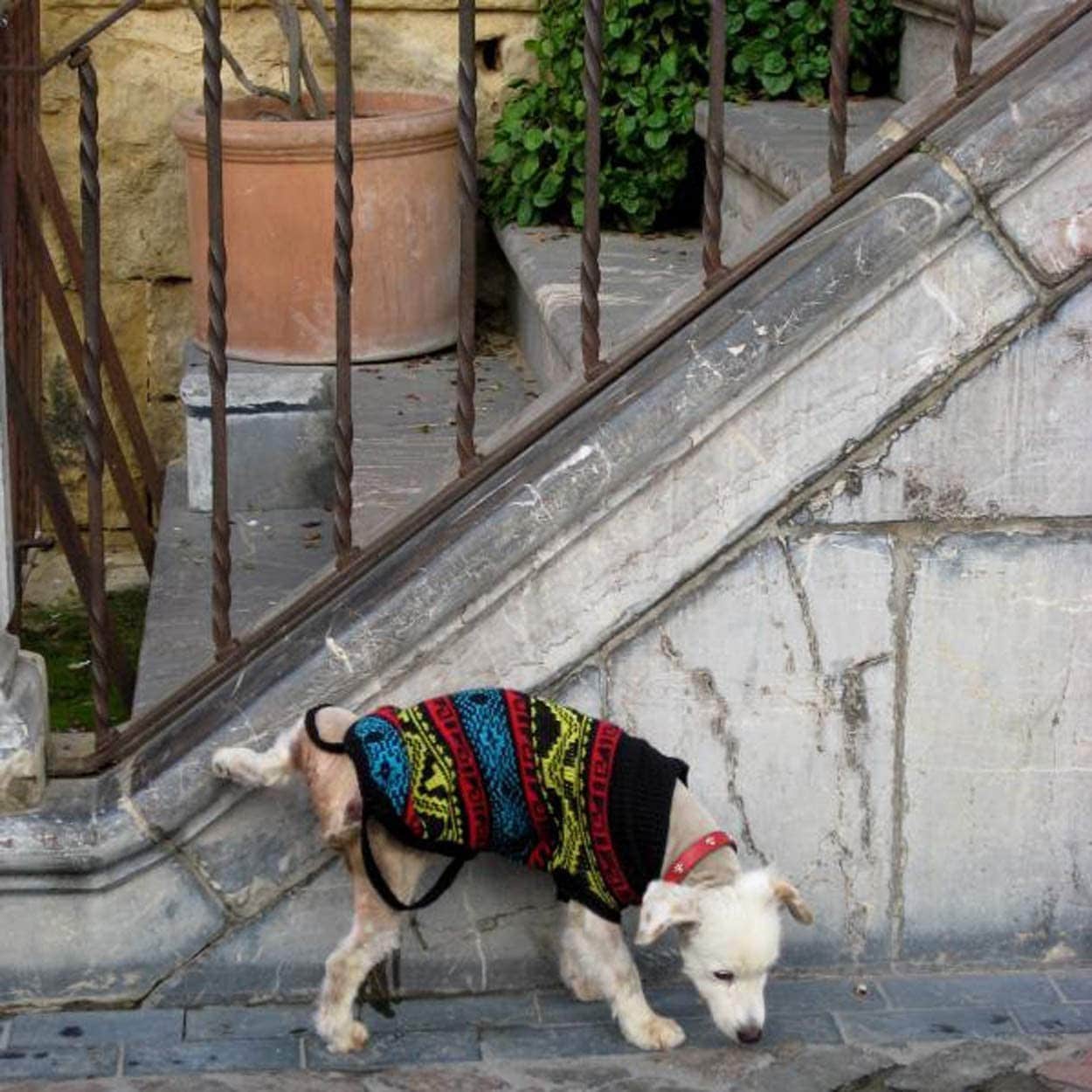 TECNOSTOP REPELKAN de Tecno Prodist - Répulsif contre les nuisibles. Empêche les chiens et les chats d'uriner sur les façades et les trottoirs.