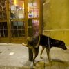 TECNOSTOP REPELKAN de Tecno Prodist - Répulsif contre les nuisibles. Empêche les chiens et les chats d'uriner sur les façades et les trottoirs.