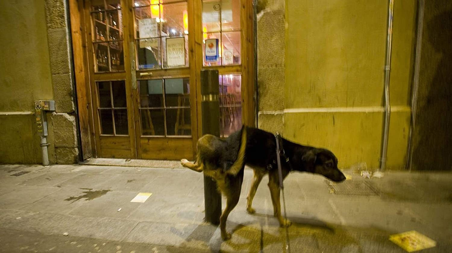 TECNOSTOP REPELKAN de Tecno Prodist - Répulsif contre les nuisibles. Empêche les chiens et les chats d'uriner sur les façades et les trottoirs.