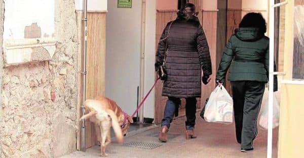 TECNO STOP PIPICAN de Tecno Prodist - Repelente antiorines. Evita la micción de Perros y Gatos en fachadas y aceras.